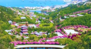 4月20日至5月5日威海赤山景區(qū)邀您共度浪漫櫻花季！