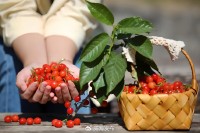 5月18日至6月16日，“櫻桃之約”邀你共赴！